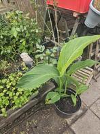 Diverse Rode cannas, Tuin en Terras, Planten | Tuinplanten, Volle zon, Vaste plant, Zomer, Ophalen