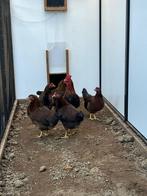 Welsummer kippen, Vrouwelijk, Kip