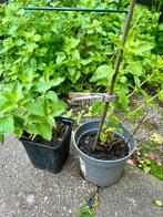 Biologische Munt. Goed geworteld. Mentha, gewone Munt, Tuin en Terras, Planten | Tuinplanten, Ophalen, Volle zon, Vaste plant