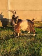 Landgeit dekbok, Dieren en Toebehoren, Schapen, Geiten en Varkens, Mannelijk, Geit, 0 tot 2 jaar