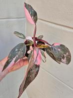 Philodendron Pink Princess p12 (D), Huis en Inrichting, Kamerplanten, Ophalen of Verzenden, Overige soorten, Minder dan 100 cm