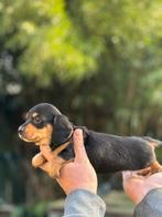 Langharige dwerg teckel reutje 1500€, Dieren en Toebehoren, Honden | Teckels en Dashonden, Nederland, 8 tot 15 weken, Dwerg, Langhaar