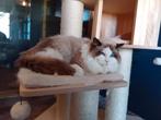 Ragdoll kater, Dieren en Toebehoren, Katten en Kittens | Raskatten | Langhaar, Kater, Met stamboom, 0 tot 2 jaar