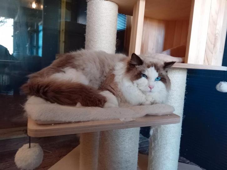Ragdoll kater, Dieren en Toebehoren, Katten en Kittens | Raskatten | Langhaar, Kater, 0 tot 2 jaar, Met stamboom, Gechipt, Ontwormd