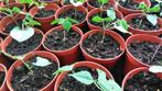 Surinaamse Sim planten 3,00 per plant., Tuin en Terras, Zomer, Ophalen, Eenjarig, Volle zon