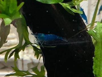 Blue Velvet garnalen 10 voor €10 beschikbaar voor biedingen