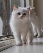 Mooi type Ragdoll kittens met stamboom en geteste ouders, Dieren en Toebehoren, Meerdere dieren, Gechipt, 0 tot 2 jaar