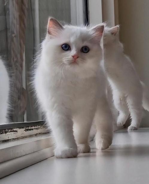 Mooi type Ragdoll kittens met stamboom en geteste ouders, Dieren en Toebehoren, Katten en Kittens | Raskatten | Langhaar, Meerdere dieren