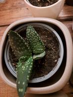 Aloë, Ophalen, Halfschaduw, Minder dan 100 cm