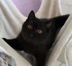 Britse Korthaar Kitten mogen gelijk mee., Dieren en Toebehoren, Poes