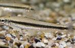 Siamese Algeneter - Crossocheilus Oblongus, Vis, Zoetwatervis