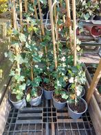 Hedera hibernica (klimop), Ophalen, Vaste plant, Bloeit niet, Halfschaduw