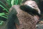 Borstelneus algeneters, geslacht: man, Dieren en Toebehoren, Vissen | Aquariumvissen, Vis