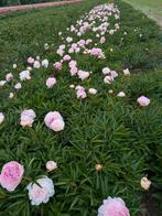 Pioenrozen Peony Pivoines Pfingstrosen, Tuin en Terras, Overige soorten, Volle zon, Vaste plant, Ophalen of Verzenden