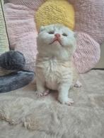 Prachtige raszuivere britse korthaar en langhaar, Meerdere dieren, Gechipt, 0 tot 2 jaar