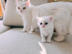 Britse lang en korthaar kittens, Dieren en Toebehoren, Katten en Kittens | Raskatten | Korthaar, Meerdere dieren, Ontwormd, 0 tot 2 jaar