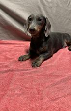 Lieve teckel reu van bijna 5 maanden zoekt zijn forever home, Dieren en Toebehoren, Honden | Teckels en Dashonden, Nederland, 15 weken tot 1 jaar