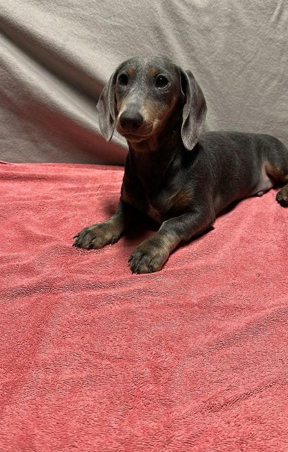 Lieve teckel reu van bijna 5 maanden zoekt zijn forever home, Dieren en Toebehoren, Honden | Teckels en Dashonden, Reu, Korthaar