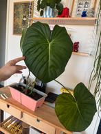 Philodendron Dean McDowell, Huis en Inrichting, Kamerplanten, Ophalen, Halfschaduw, Minder dan 100 cm