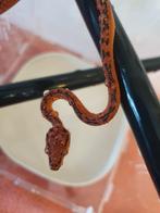 Corallus Hortulanus Tiger full red avec double ligne tiger, Dieren en Toebehoren, Slang, 0 tot 2 jaar