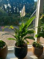 lepelplant, Ophalen, Overige soorten, Minder dan 100 cm