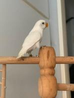 Prachtige Agapornis Dwergpapegaai Handtam Diverse Kleuren, Meerdere dieren, Dwergpapegaai of Agapornis, Geringd