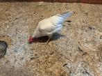 2 witte leg hennen, Dieren en Toebehoren, Vrouwelijk, Kip
