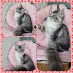 Maine coon kittens- onze Paloma is vrij gekomen, Dieren en Toebehoren, Meerdere dieren, Gechipt, 0 tot 2 jaar