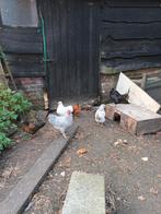 5 leuke krielkipjes + haantje, Dieren en Toebehoren, Vrouwelijk, Kip