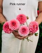 Dahlia knollen Pink Runner, Ophalen of Verzenden, Volle zon, Knol