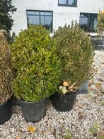 Buxus in pot - 80cm hoog 2x, Tuin en Terras, Planten | Bomen, Bloeit niet, Halfschaduw, Overige soorten, Minder dan 100 cm