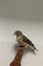 3 witstuit edelzanger, Geslacht onbekend, Tropenvogel