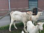 Saanse witte dekbok tekoop, Dieren en Toebehoren, Schapen, Geiten en Varkens, Mannelijk, Geit