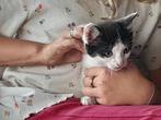 Lieve mooi getekende kitten kater, Dieren en Toebehoren, Katten en Kittens | Overige Katten, Meerdere dieren, 0 tot 2 jaar
