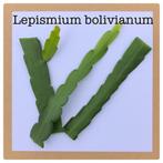 15. lepismium bolivianum / boliviana stekje, Huis en Inrichting, Kamerplanten, Ophalen of Verzenden