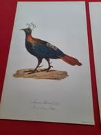 gekleurde platen van gevogelte, Antiek en Kunst, Kunst | Etsen en Gravures, Ophalen