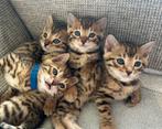 Bengaalse kittens, Dieren en Toebehoren, Meerdere dieren, Gechipt, 0 tot 2 jaar