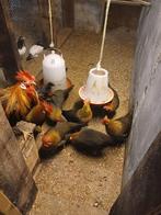 Broedeieren leghorn patrijs groot, Geslacht onbekend