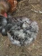 Usa zijdehoen, Dieren en Toebehoren, Pluimvee, Mannelijk, Kip