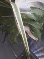 MONSTERA MARYLIN VARIEGATA STEK, Ophalen of Verzenden, Overige soorten, Halfschaduw, Minder dan 100 cm