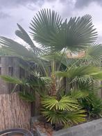 Palmboom, 100 tot 250 cm, Zomer, Palmboom, Ophalen