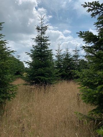 10 volle Nordmann kerstbomen 6 meter vers van het land! beschikbaar voor biedingen