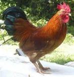 Grote HANEN - Middel Grote HANEN - Kriel HANEN., Dieren en Toebehoren, Pluimvee, Mannelijk, Kip