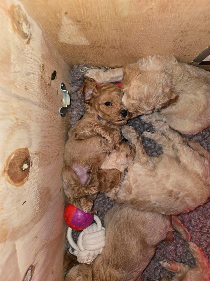 1 Cockapoo pup reutje F1BBB, Dieren en Toebehoren, Honden | Niet-rashonden, Middel, Reu, Particulier, Eén hond, Nederland, 8 tot 15 weken