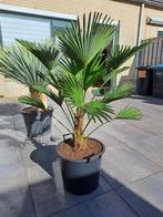 Trachycarpus wagnerianus Wagner palm winterhard tot ‐18°c, In pot, Halfschaduw, Zomer, Ophalen