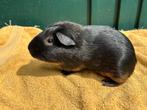 Borstel cavia beer, Dieren en Toebehoren, Juni, Mannelijk, Cavia