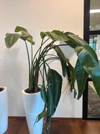 Strelitzia Kamerplant zonder Pot, 100 tot 150 cm, Overige soorten, In pot, Groene kamerplant