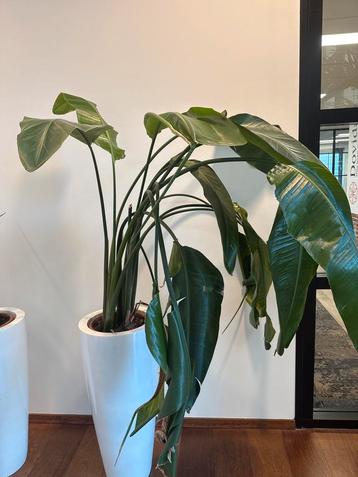Strelitzia Kamerplant zonder Pot beschikbaar voor biedingen