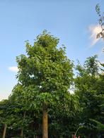 Liquidambar Styraciflua - Amberboom, Tuin en Terras, Planten | Bomen, Ophalen, Bloeit niet, Volle zon, Overige soorten