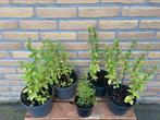 Tuinkruden munt marrocaanse rozemarijn Tuinplanten, Ophalen, Zomer, Kruiden, Volle zon